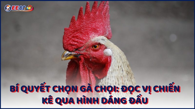 Bi Quyet Chon Ga Choi Doc Vi Chien Ke Qua Hinh Dang Dau