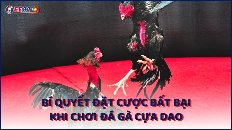 Bi Quyet Dat Cuoc Bat Bai Khi Choi Da Ga Cua Dao