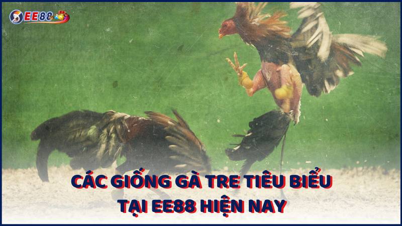 Cac Giong Ga Tre Tieu Bieu Tai Ee88 Hien Nay