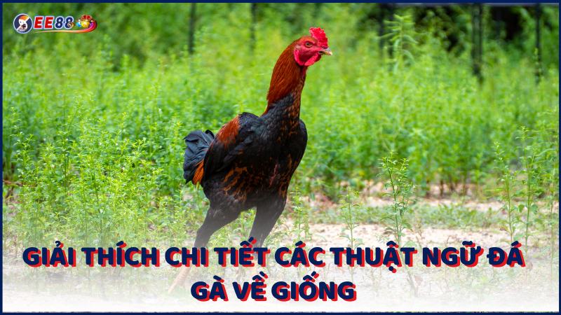 Giai Thich Chi Tiet Cac Thuat Ngu Da Ga Ve Giong