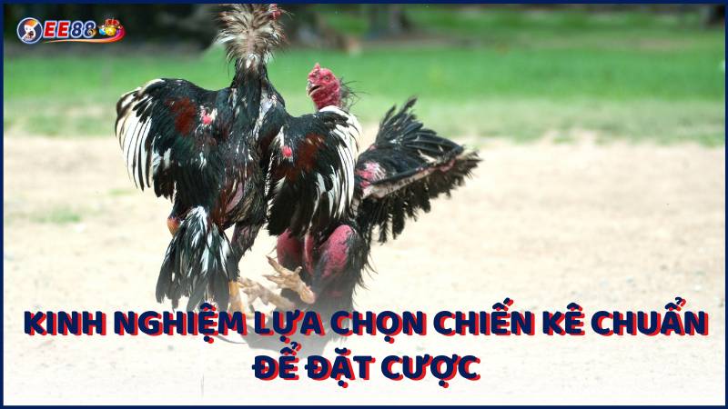 Kinh Nghiem Lua Chon Chien Ke Chuan De Dat Cuoc