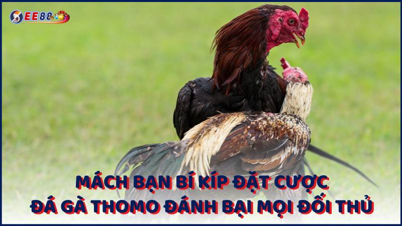 Mach Ban Bi Kip Dat Cuoc Da Ga Thomo Danh Bai Moi Doi Thu