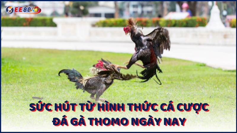 Suc Hut Tu Hinh Thuc Ca Cuoc Da Ga Thomo Ngay Nay