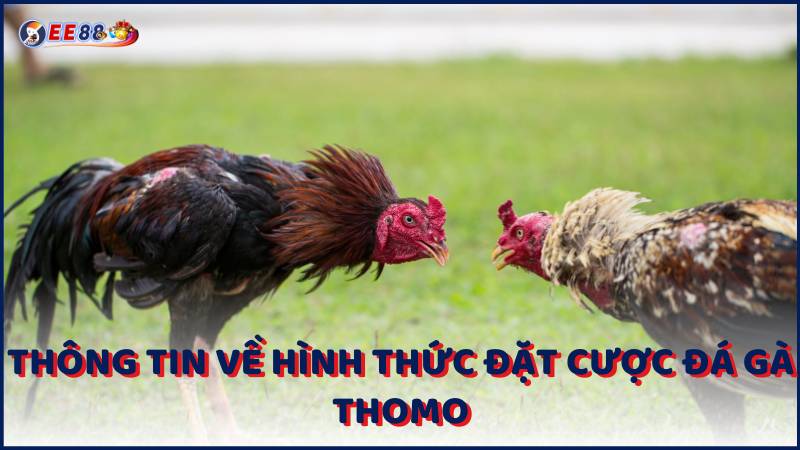 Thong Tin Ve Hinh Thuc Dat Cuoc Da Ga Thomo