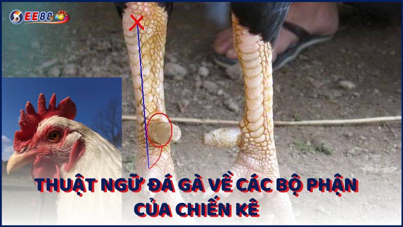 Thuat Ngu Da Ga Ve Cac Bo Phan Cua Chien Ke