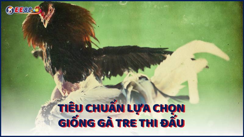 Tieu Chuan Lua Chon Giong Ga Tre Thi Dau